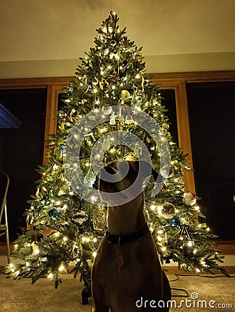 Dog with Christmas Tree Stock Photo