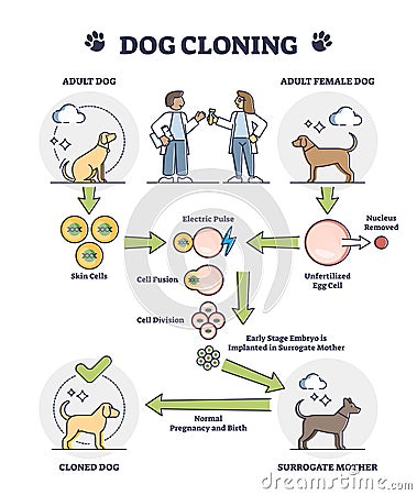 Dog cloning explanation as artificial egg cell fertilization outline diagram Vector Illustration