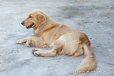 Dog closeup detail animal pet Stock Photo