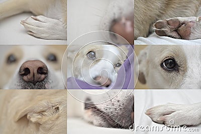 Dog closeup details Stock Photo