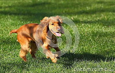 Dog running Stock Photo