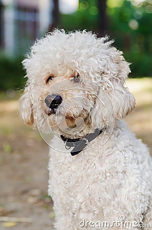 Dog with collar looking up Stock Photo