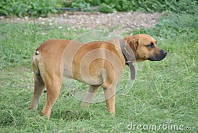 DOG WITH A COLLAR Stock Photo