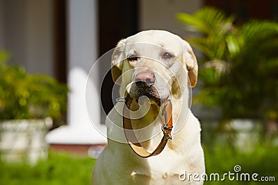 Dog collar Stock Photo