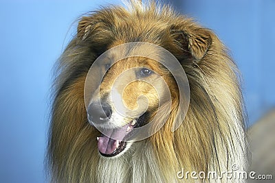 Dog - collie Stock Photo