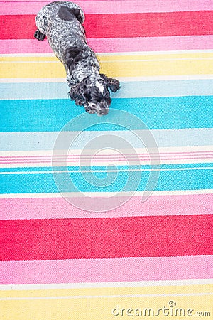 Dog on a colourful rug Stock Photo