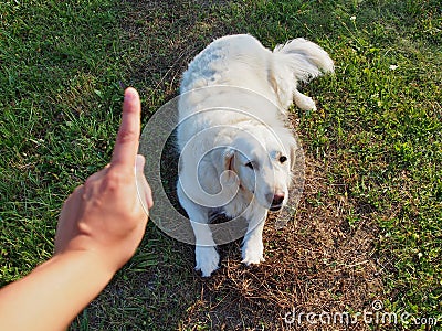 Dog Command: Stay Stock Photo