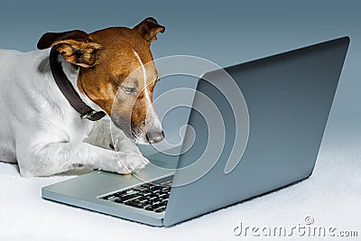 Dog computer Stock Photo