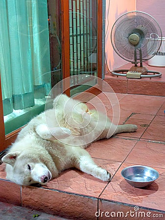Dog cooling off Stock Photo