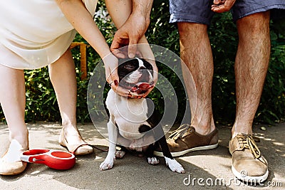 Dog between couple legs Stock Photo