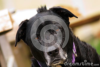 Dog with a cow lick Stock Photo