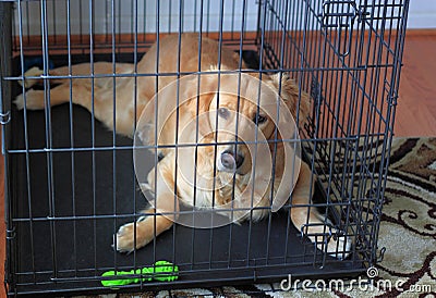 Golden Retriever Dog in Crate Stock Photo