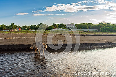 The dog crosses the river Stock Photo