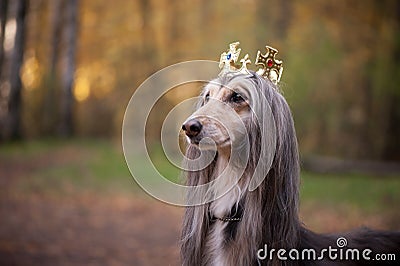 Dog in the crown, afghan hounds , in royal clothes Stock Photo