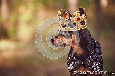 Dog in the crown, in royal clothes, on a natural background. Dog Stock Photo