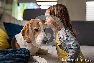 Dog with a cute caucasian baby girl. Beagle lying on sofa, baby comes and give a kiss in dogs forehead Stock Photo