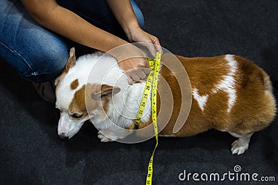 Dog Corgi overweight and fatness with tapeline Stock Photo