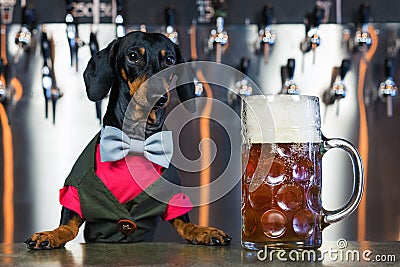 Dog dachshund bartender, black and tan, in a bow tie and a suit at the bar counter sells a large glass of beer on the background o Stock Photo