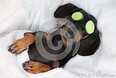 Dog dachshund, black and tan, relaxed from spa procedures on face with cucumber, covered with a towel Stock Photo