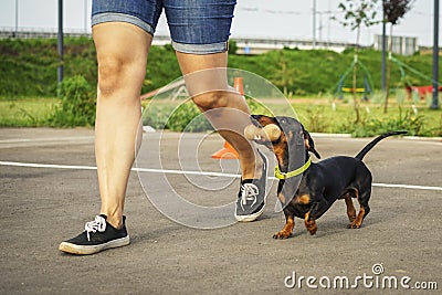 Dog of the dachshund breed, black and tan, performs an aport command in competitions for flexibility and obedience along with the Stock Photo