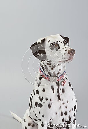 Dog Dalmatian Stock Photo