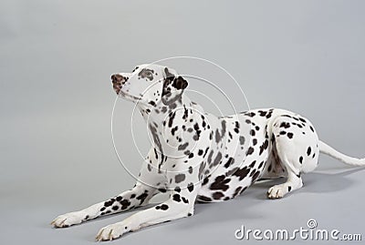 Dog Dalmatian Stock Photo