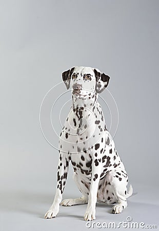 Dog Dalmatian Stock Photo