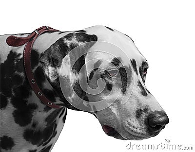 Dog Dalmatian portrait i Stock Photo