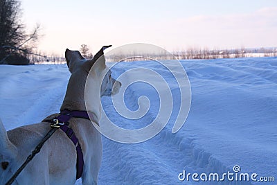 Dog dawn winter activity with dog tourism horizon nature snow canicross travel dog Canada north Stock Photo
