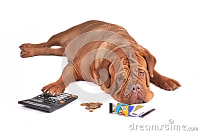 Dog in Debt Stock Photo