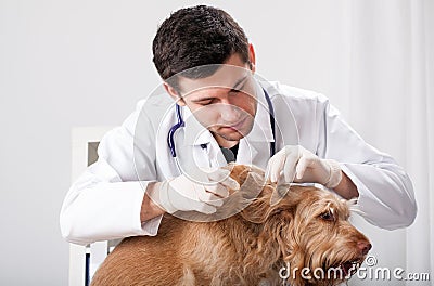 Dog during delousing Stock Photo