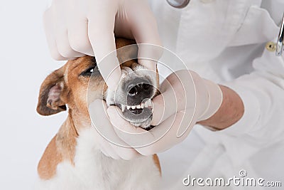 Dog dental Stock Photo