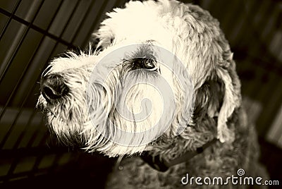 Dog in Despair Stock Photo