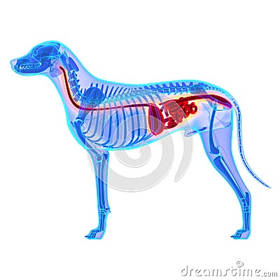 Dog Digestive System - Canis Lupus Familiaris Anatomy - isolated Stock Photo