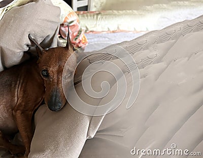 Dog with a disability, only one eye. Blind pet Zwergpinscher. Stock Photo