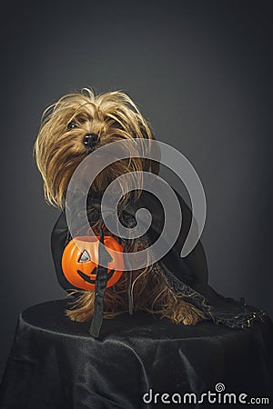 Dog in disguise for Halloween Stock Photo