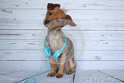 Dog DJ very attentive and listening to the sounds he hears in the headphones audio around his blow Stock Photo