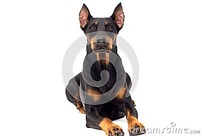 Dog Doberman breed looks Stock Photo