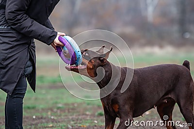 Dog doberman brown and tan red cropped playing on grass with trainer Stock Photo