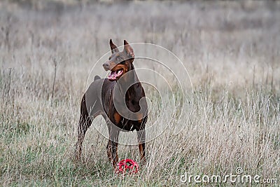 Dog doberman brown and tan red cropped stand on grass on nature with red ball Stock Photo