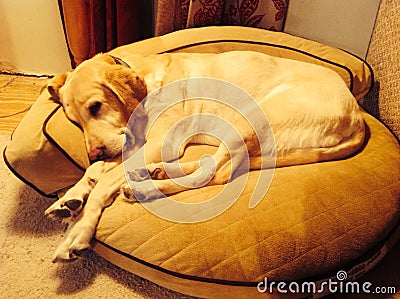 Dog on dog bed Stock Photo