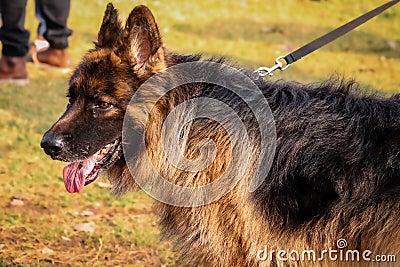 Dog at dogs park , Funny dogs Stock Photo