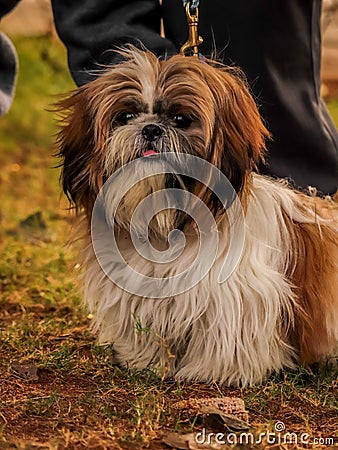 Dog at dogs park , Funny dogs Stock Photo