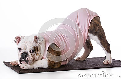 Dog doing yoga Stock Photo