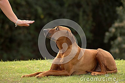 Dog down Stock Photo