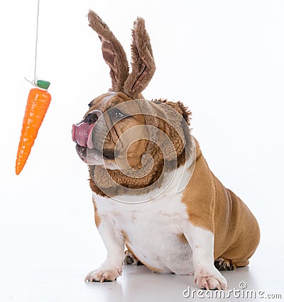 dog dressed like a bunny Stock Photo