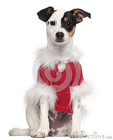 Dog dressed in red Christmas outfit Stock Photo