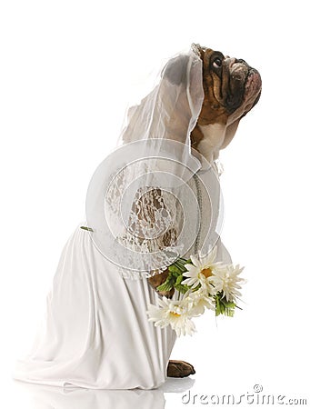 Dog dressed up as a bride Stock Photo