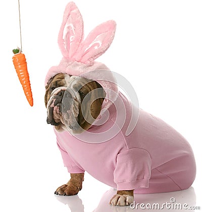 Dog dressed up as easter bunny Stock Photo