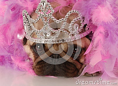 Dog dressed up as a princess Stock Photo